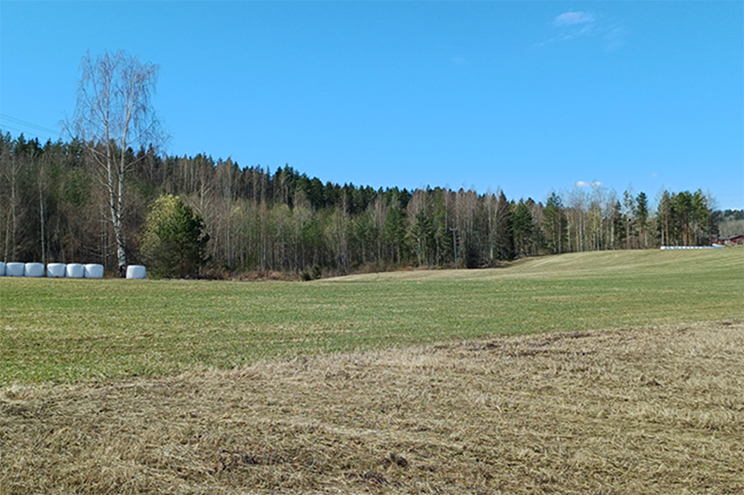 Keväinen kuva kasvipeitteisenä olleesta sänki- ja nurmipellosta, jonka taustalla näkyy sekametsää.