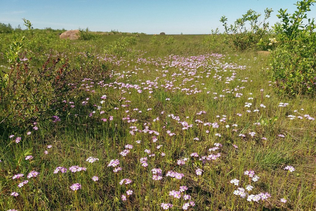 Vaaleanpunaisia kukkia rantaniityllä.