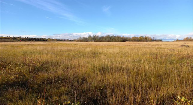 Juholanrannan kasvillisuutta.