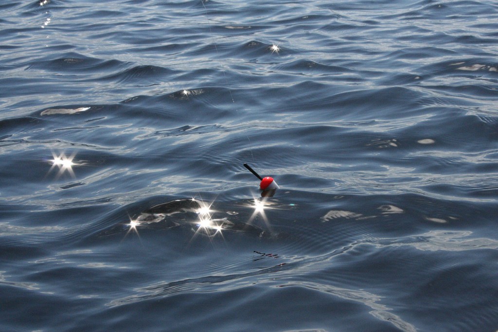 Ongen koho keikkuu aalloilla. 