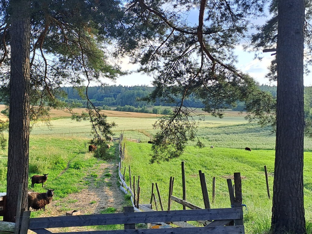 Lampaita laitumella.