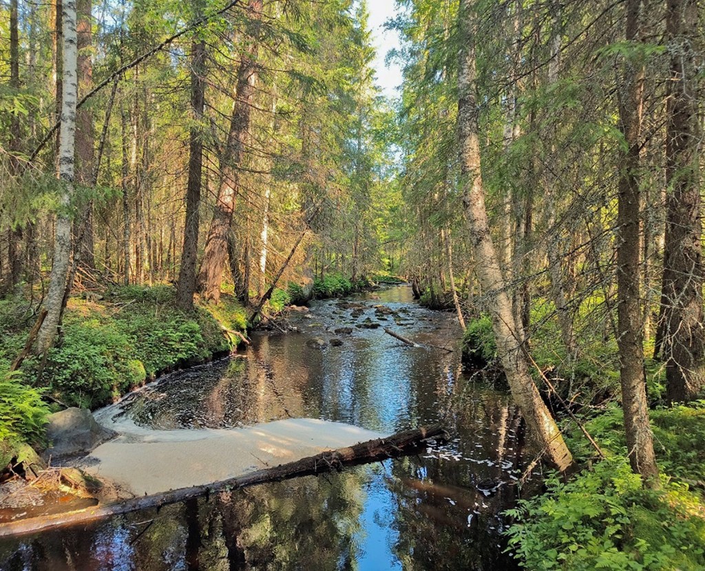 Metsän keskellä kulkevassa purossa on kiviä ja kaatunut puu.